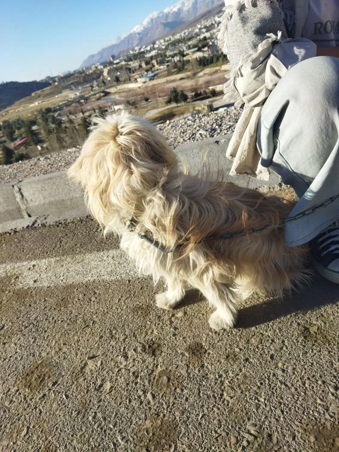 شیتزو|سگ|یاسوج, |دیوار