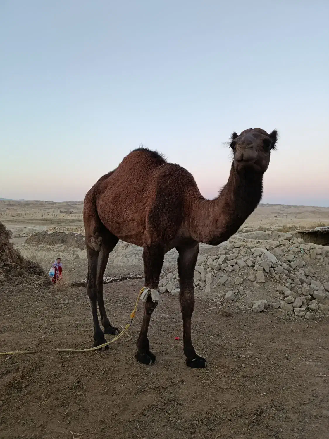 شتر با بچه شتر ۱ساله|حیوانات مزرعه|مراوه, |دیوار