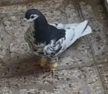 کبوتر|حیوانات|اصفهان, حسین‌آباد|دیوار