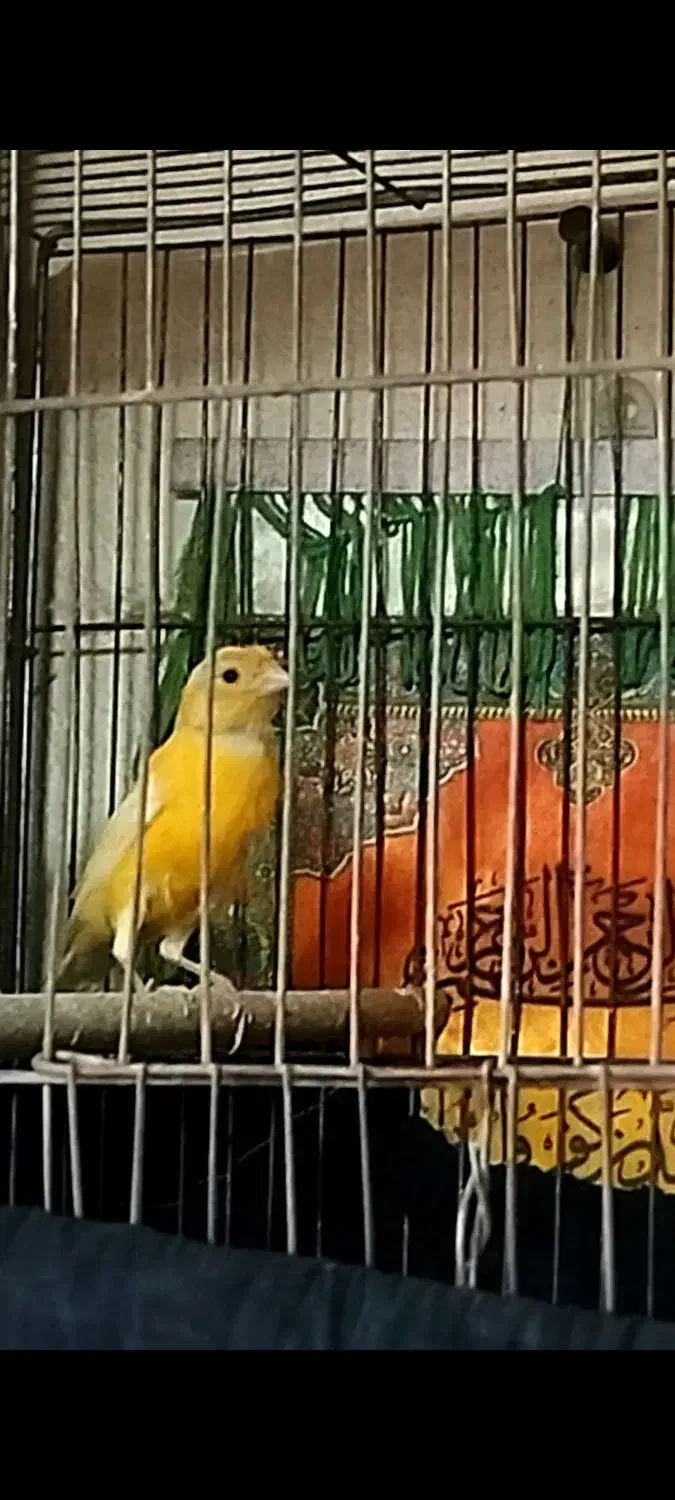 قناری نر بخون آماده جف گیری سرحال سالم|پرنده|مشگین شهر, |دیوار