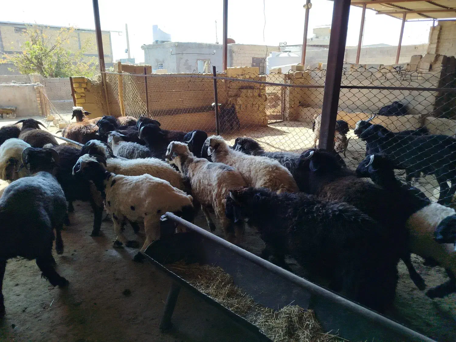 گوشت کهره و بره|خوردنی و آشامیدنی|فسا, |دیوار