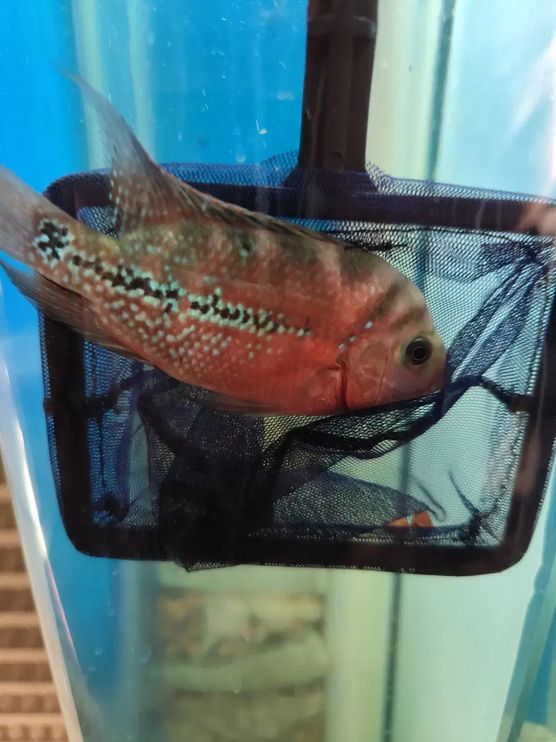 هیبرید کامفا و ویجا (سوپر رد کامفا)|ماهی|فردیس, شهرک راه آهن|دیوار