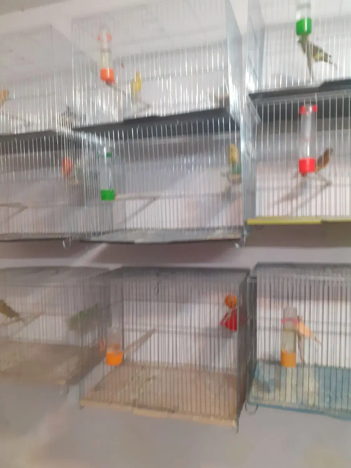 قناری وسره خاکی دونسته|پرنده|نجفآباد, صالح آباد|دیوار