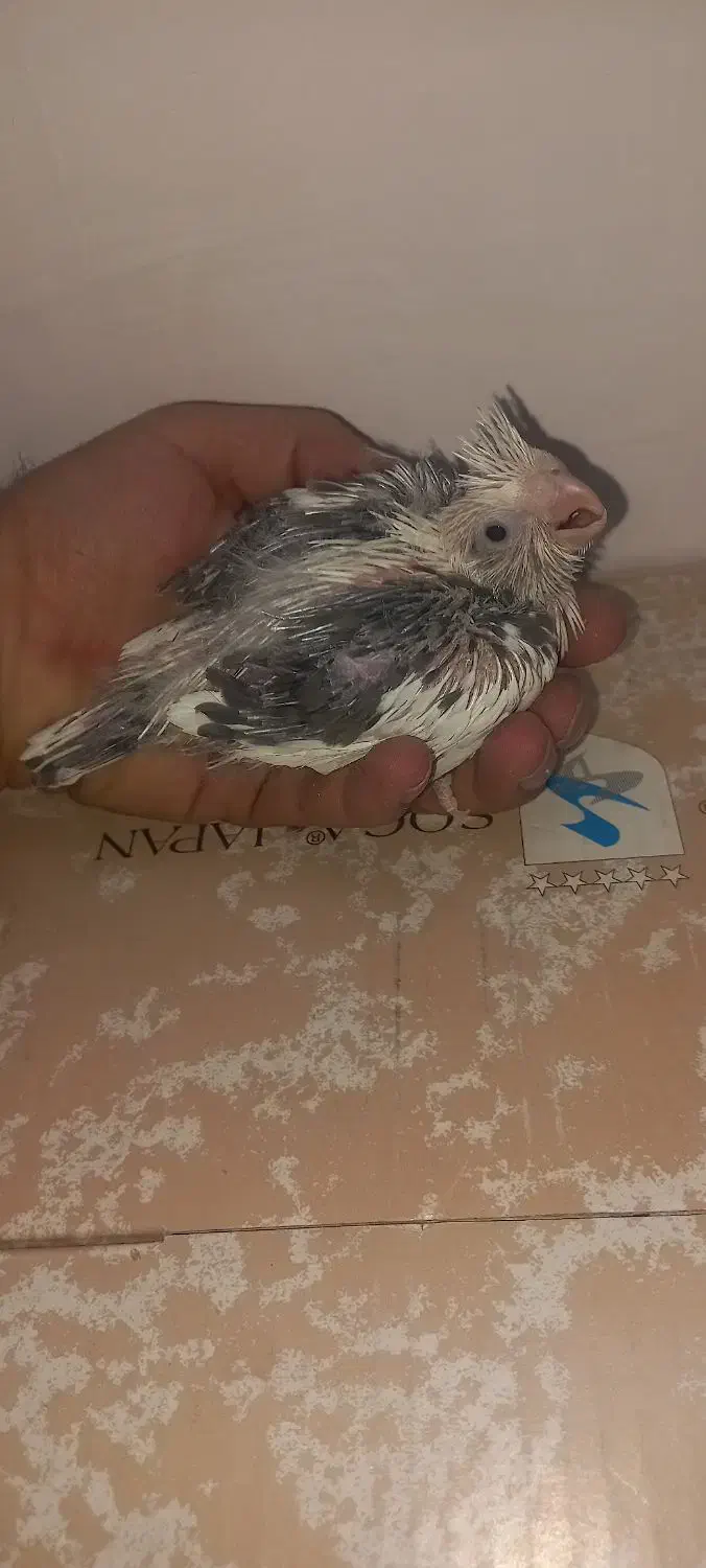 جوجه سرلاکی عروس هلندی ابلغ آلبینو|پرنده|شیراز, دشت چنار|دیوار