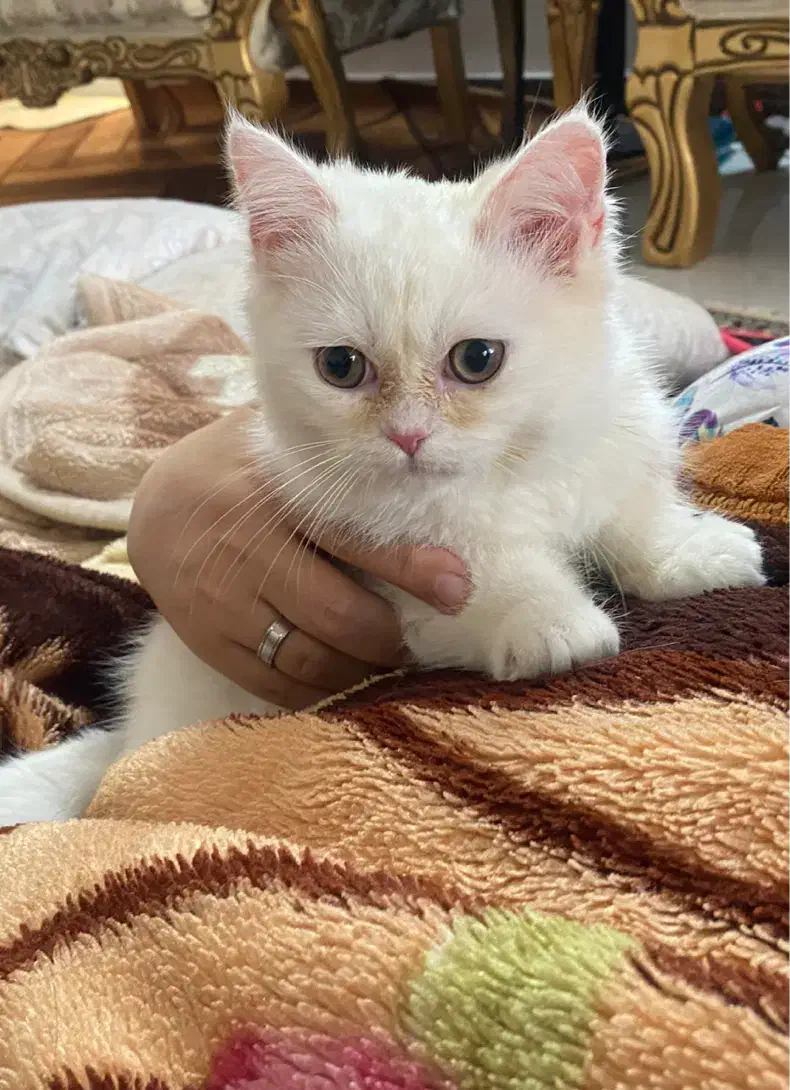 واگذاری و فروش بریتیش سفید اصیل|گربه|لنگرود, |دیوار