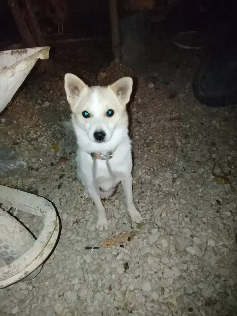 فیروزآباد|سگ|فیروزآباد (فارس), |دیوار