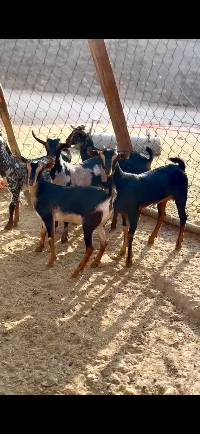 حنایی و گل توپ|حیوانات مزرعه|لردگان, |دیوار