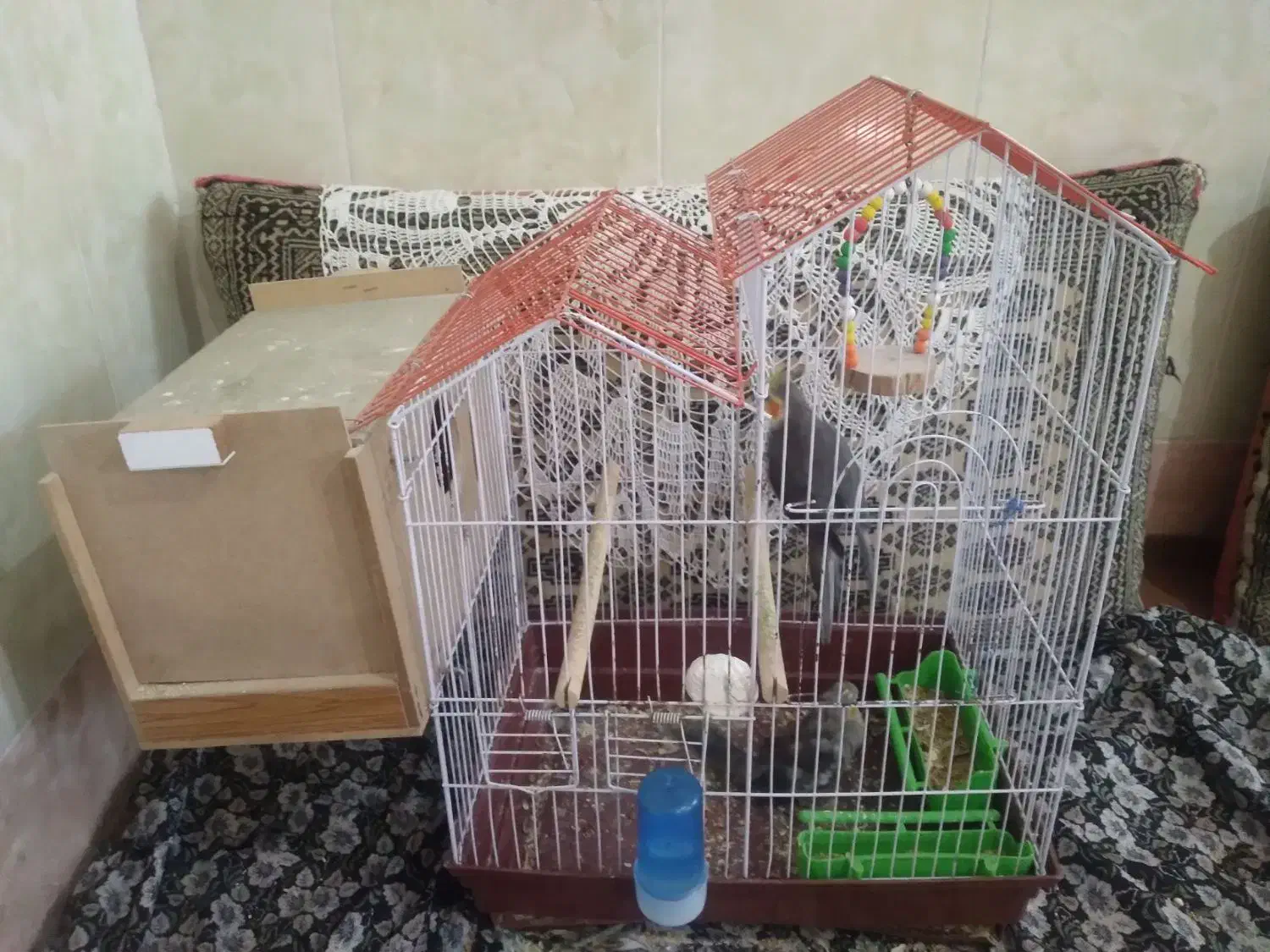 عروس هلندی جفت با جوجه|پرنده|گالیکش, |دیوار