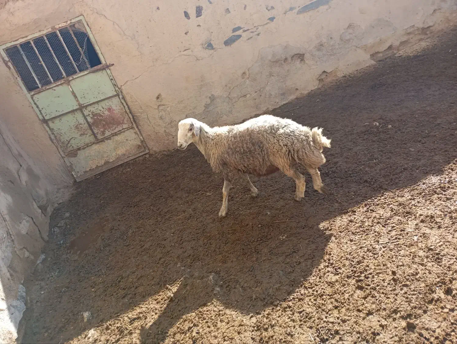 بره قوچ|حیوانات مزرعه|میلاجرد, |دیوار