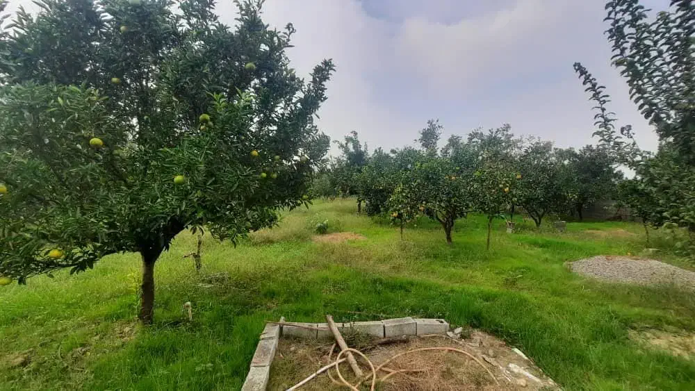 ویلا باغ ۲۰۰۰ متری /سند و جواز ساخت/یه ربع تا ساحل|فروش خانه و ویلا|سرخرود, |دیوار