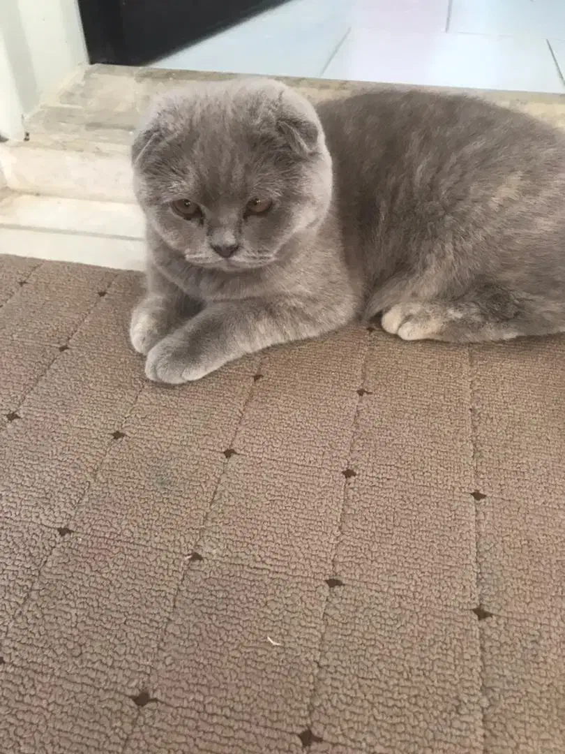 دختر اسکاتیش فلد|گربه|کاشان, شهرک امیرالمومنین|دیوار