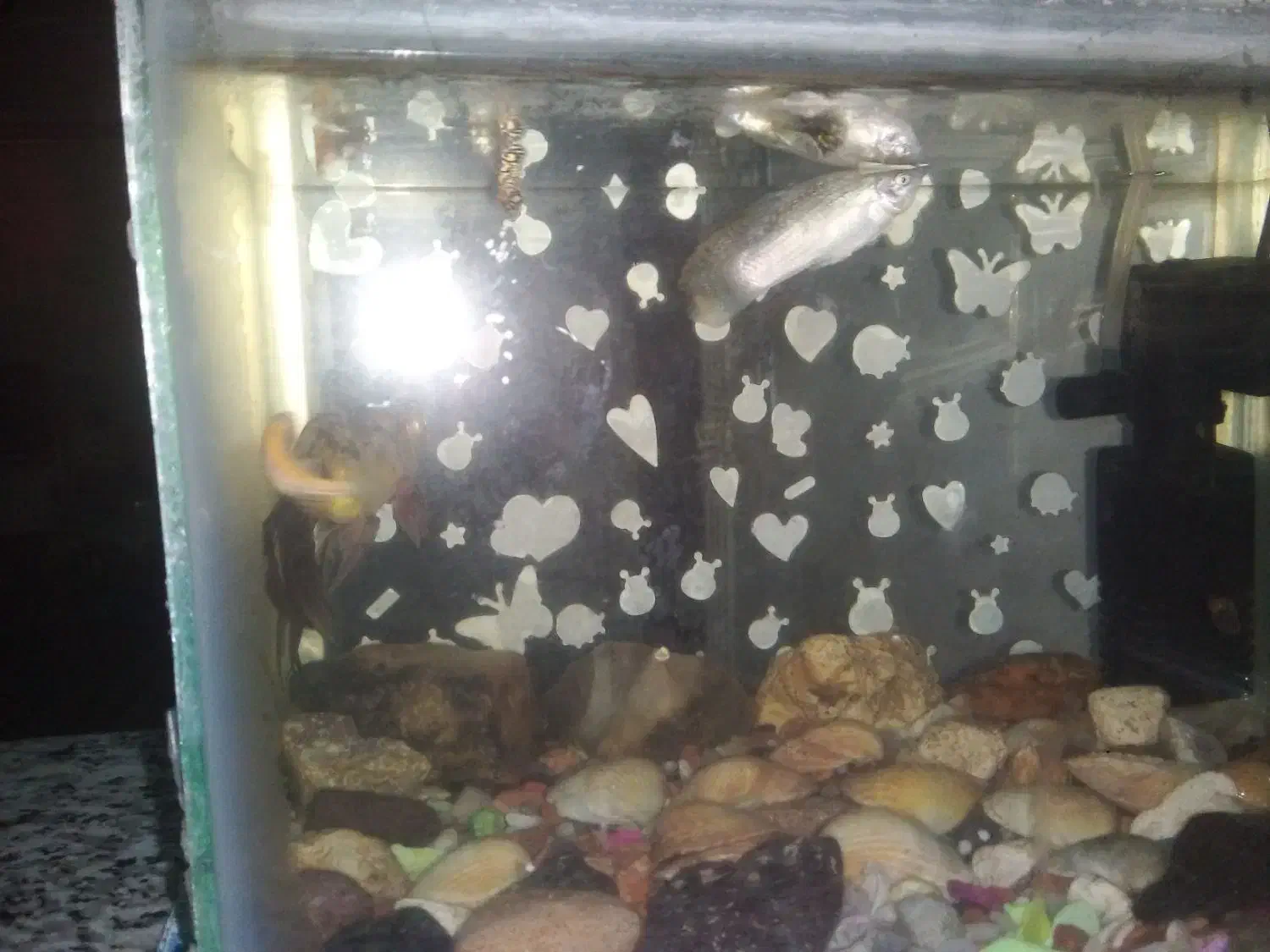 ماهی|ماهی|اردبیل, |دیوار