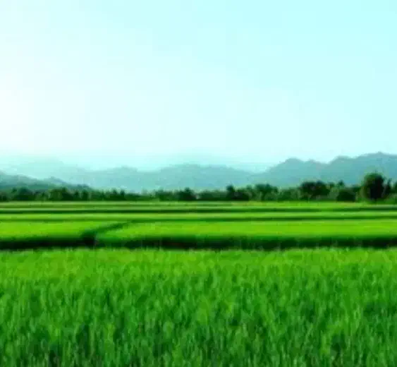 فروش ۹ هکتار زمین کشاورزی|فروش زمین و ملک کلنگی|لاهیجان, امیرشهید|دیوار