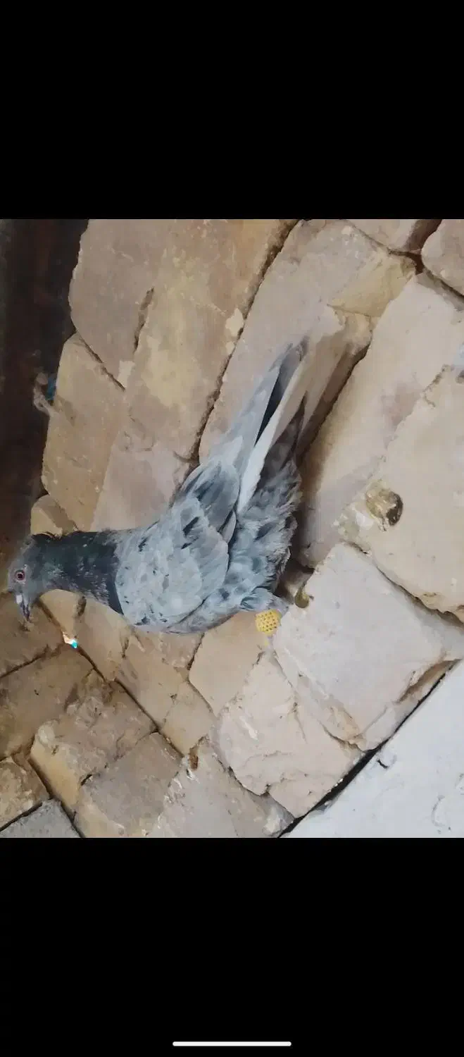 دم سفید|حیوانات|مرودشت, ثبت احوال|دیوار