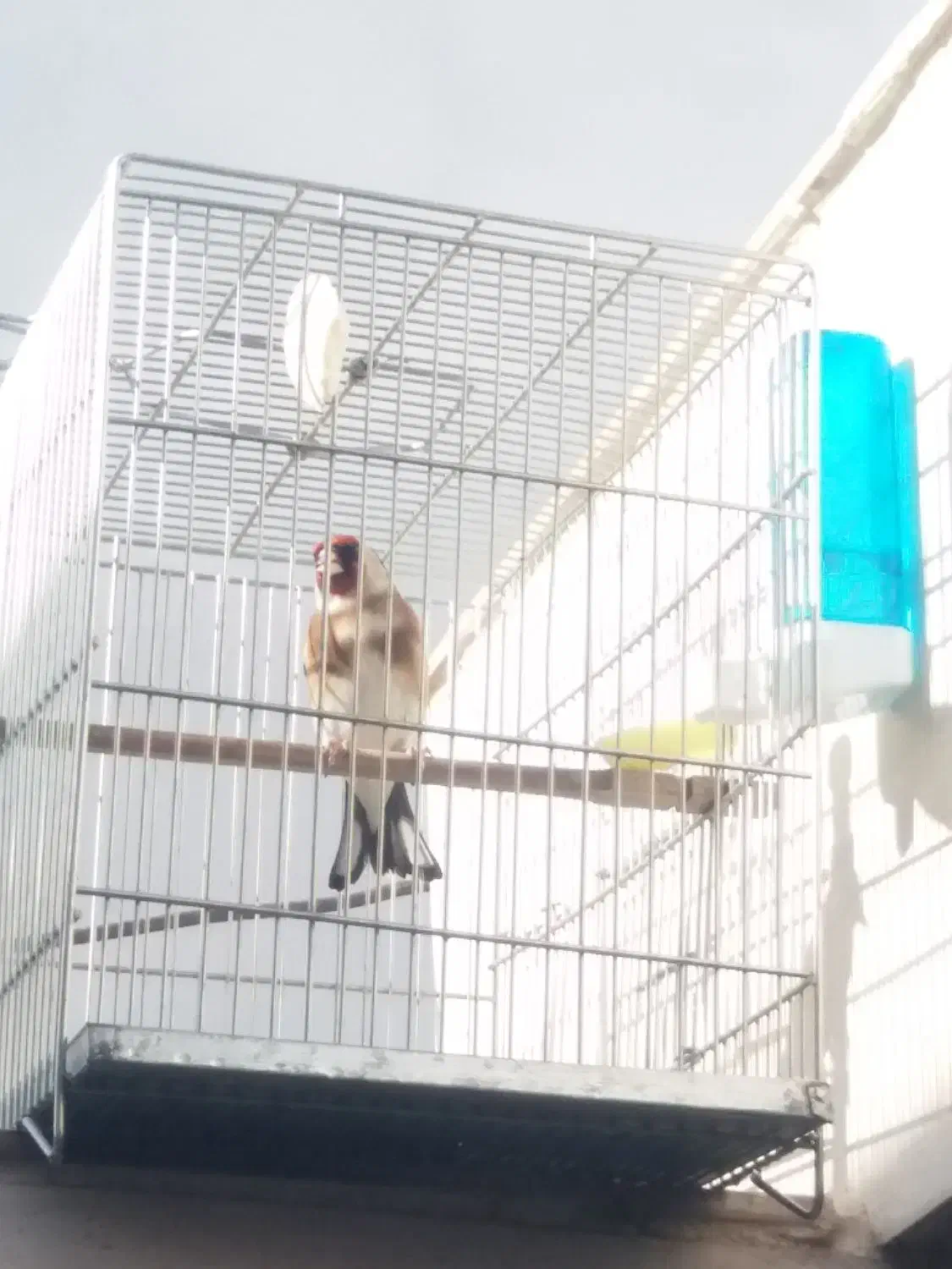 سهره|پرنده|خرم‌آباد, |دیوار