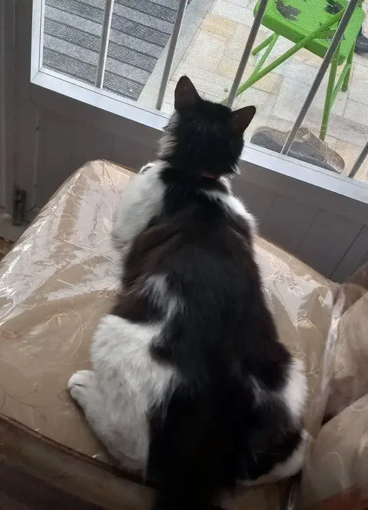 گربه پرشین گمشده|گربه|میبد, |دیوار