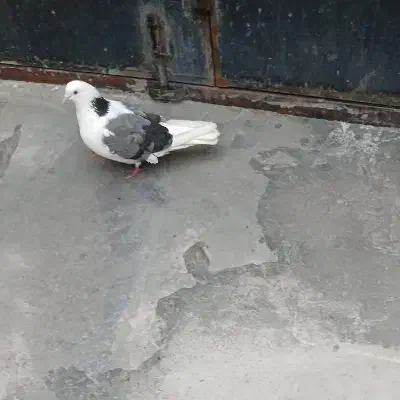 کبوترماده پشت سبزچشم تابه تا|پرنده|مشگین شهر, |دیوار