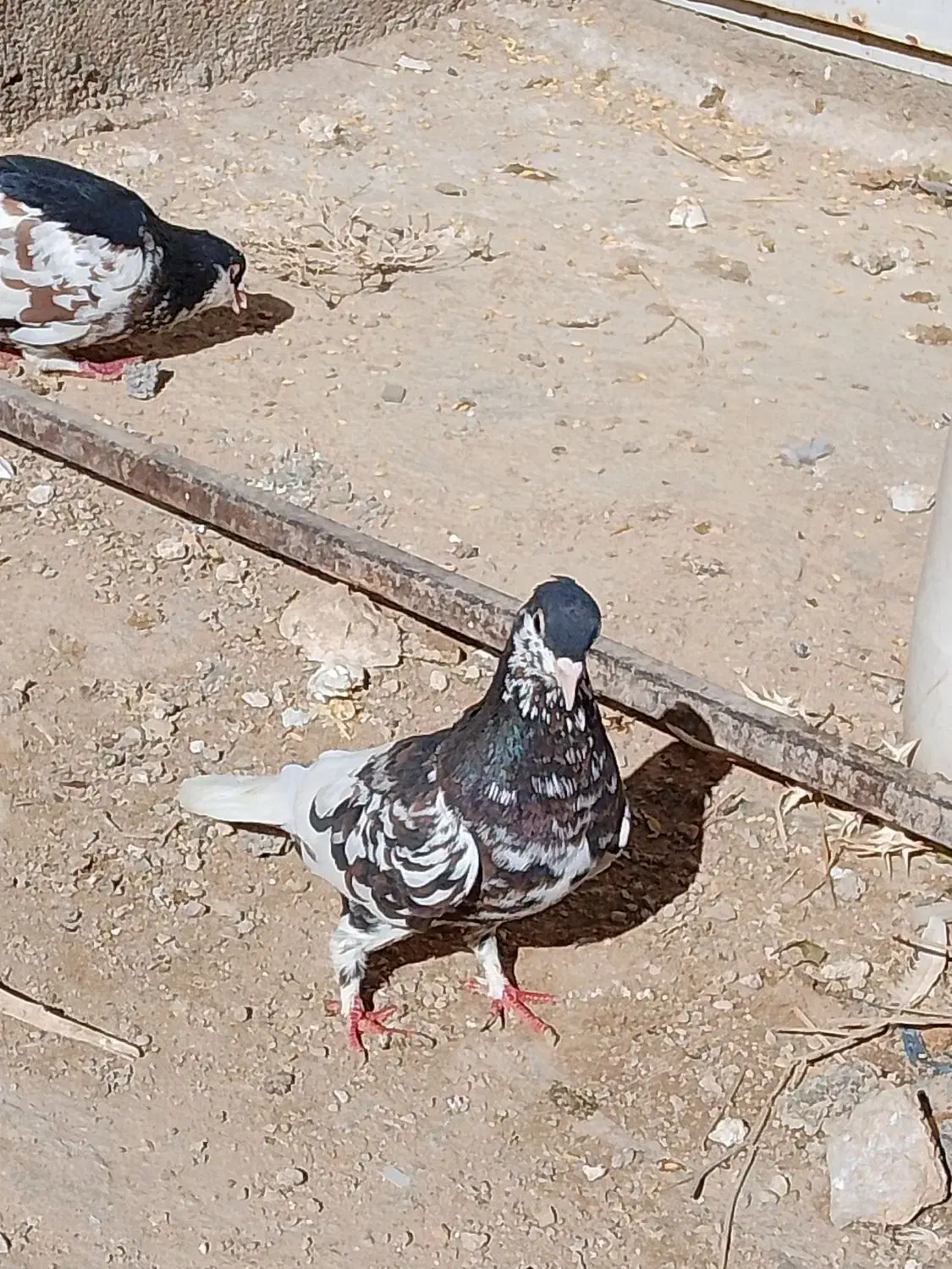 کبوتر شهری|پرنده|شیراز, شهرک قمشه|دیوار