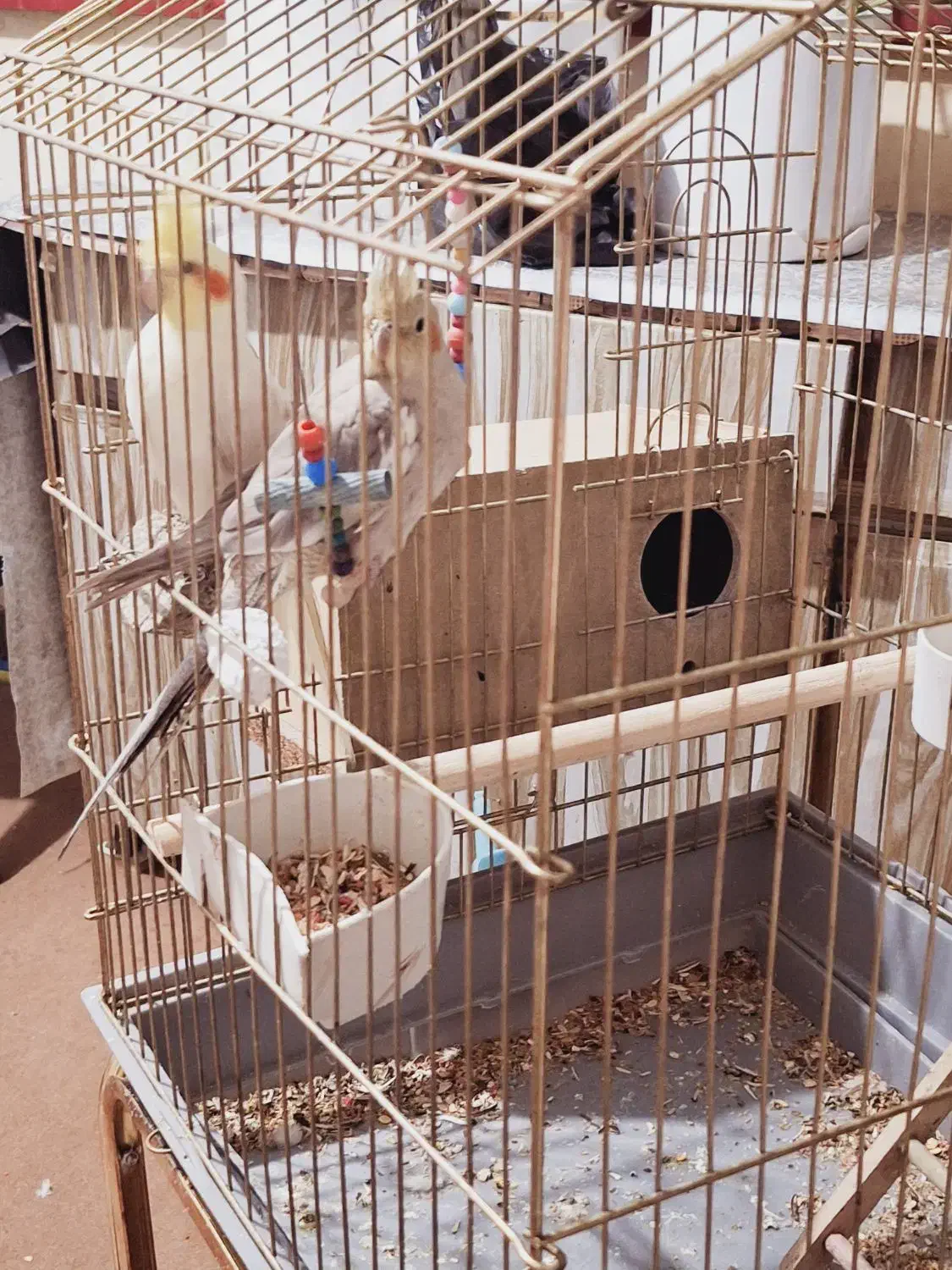 عروس هلندی|پرنده|شاهین‌شهر, اقبال لاهوری|دیوار