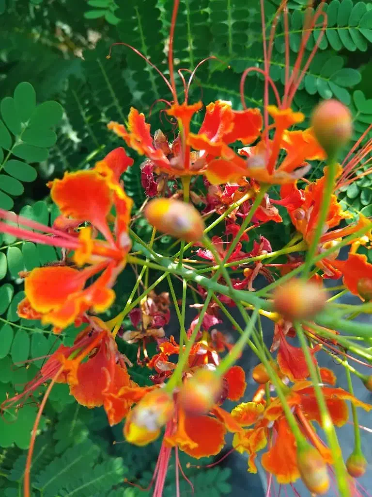 انواع نهال مرکبات ،گل ،استوایی|گل و گیاه طبیعی|جیرفت, |دیوار