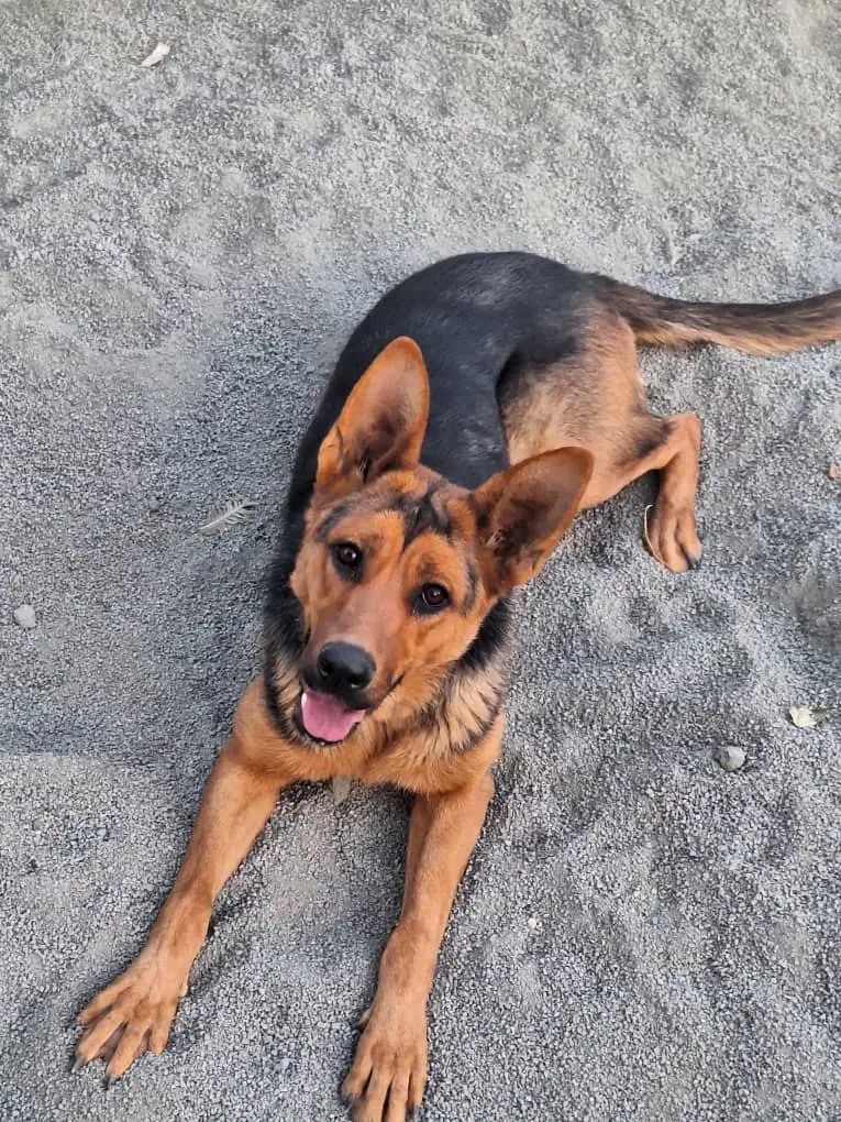 سگ ژرمن|سگ|صحنه, |دیوار