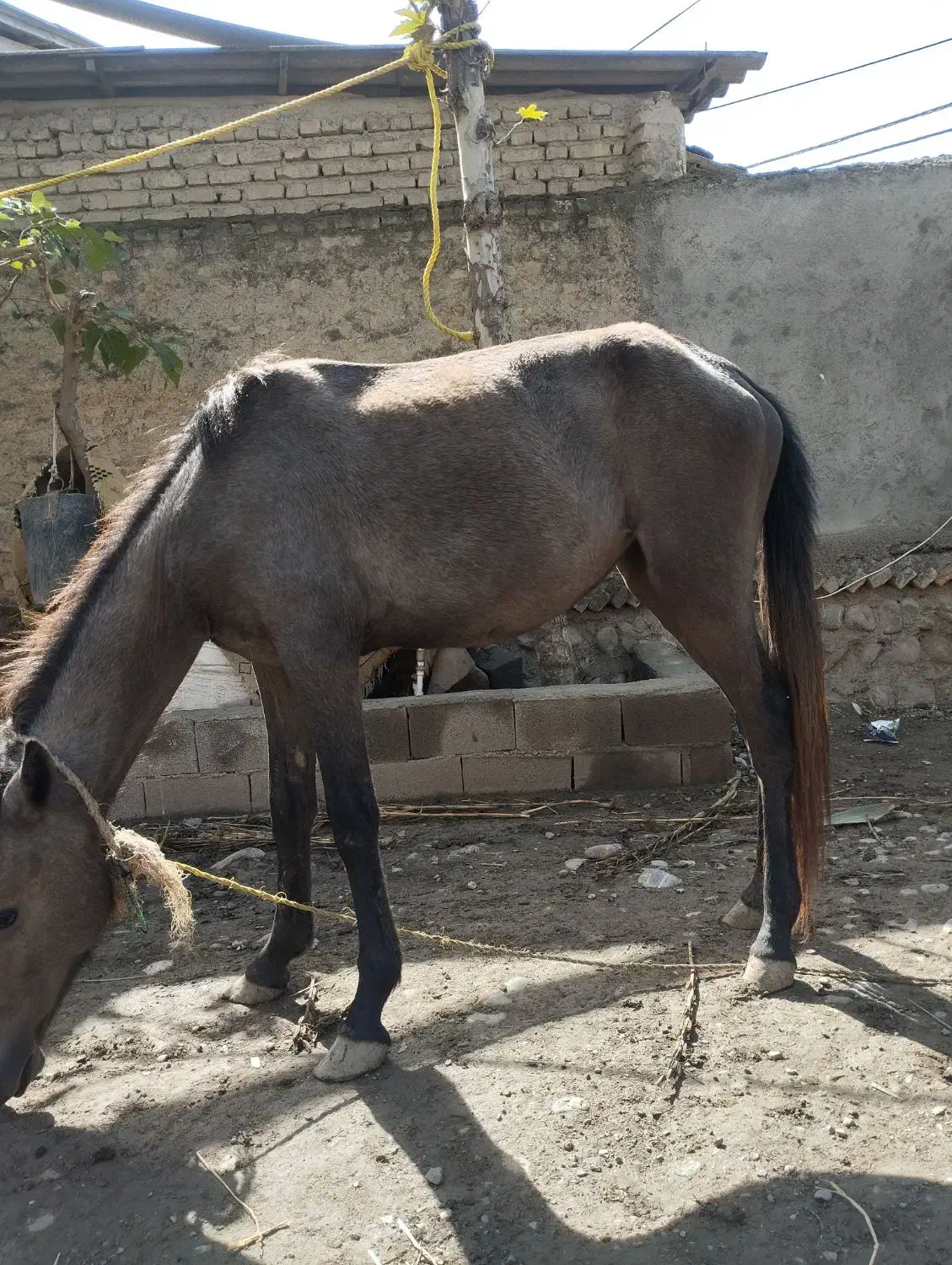 اسب|اسب و تجهیزات اسب‌سواری|قرق, |دیوار