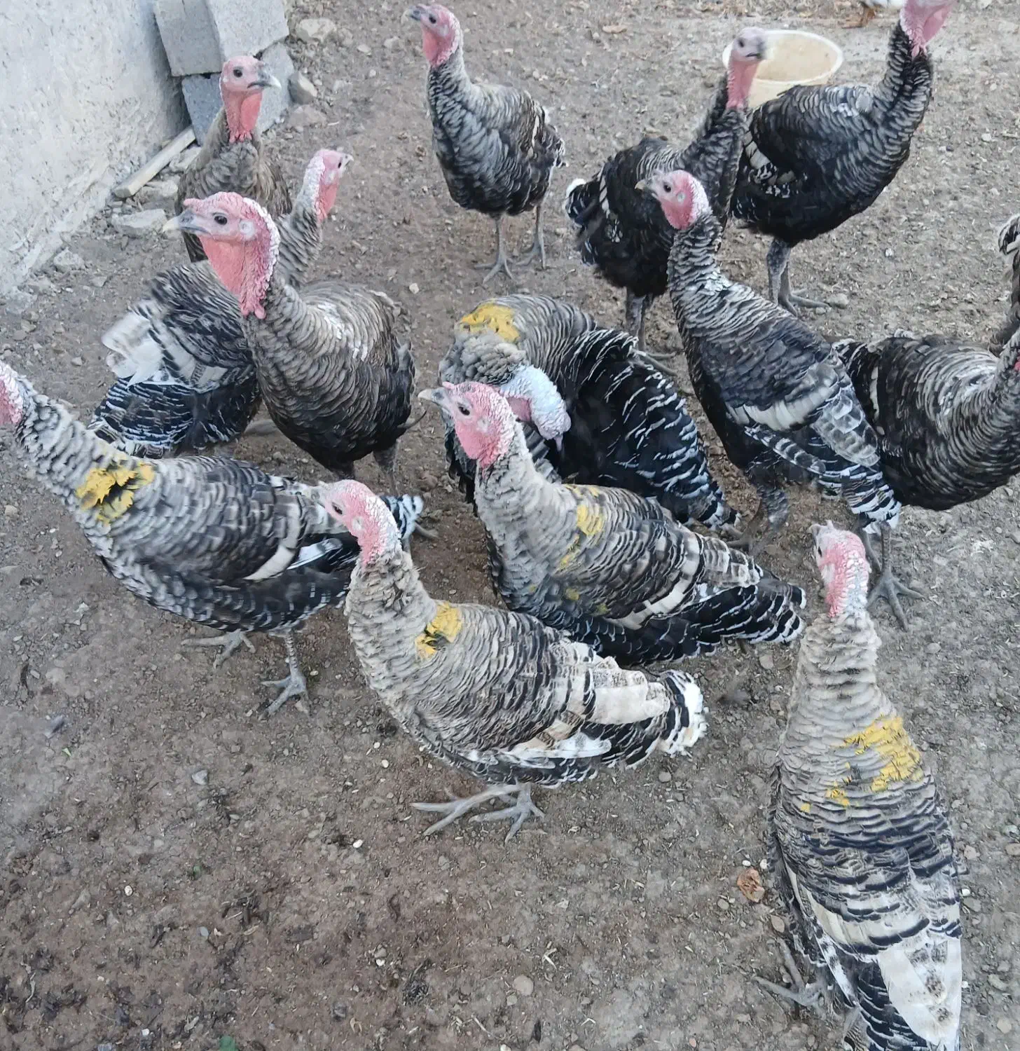 فروش بوقلمون محلی وسالم|حیوانات مزرعه|دیلمان, |دیوار