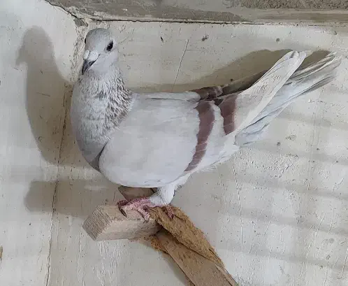 تعدادی کفترماده بی نظیر|پرنده|شیراز, شریف‌آباد|دیوار