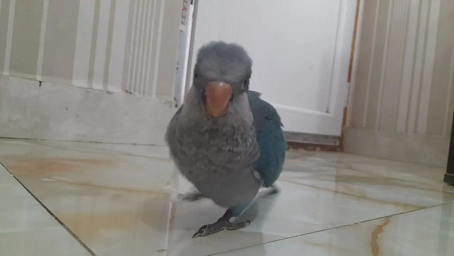 طوطی راهب|پرنده|کرج, محمد آباد|دیوار