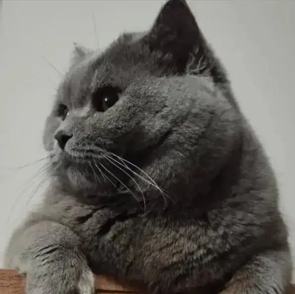 گربه بریتیش|گربه|قدس, شهرک دانش|دیوار