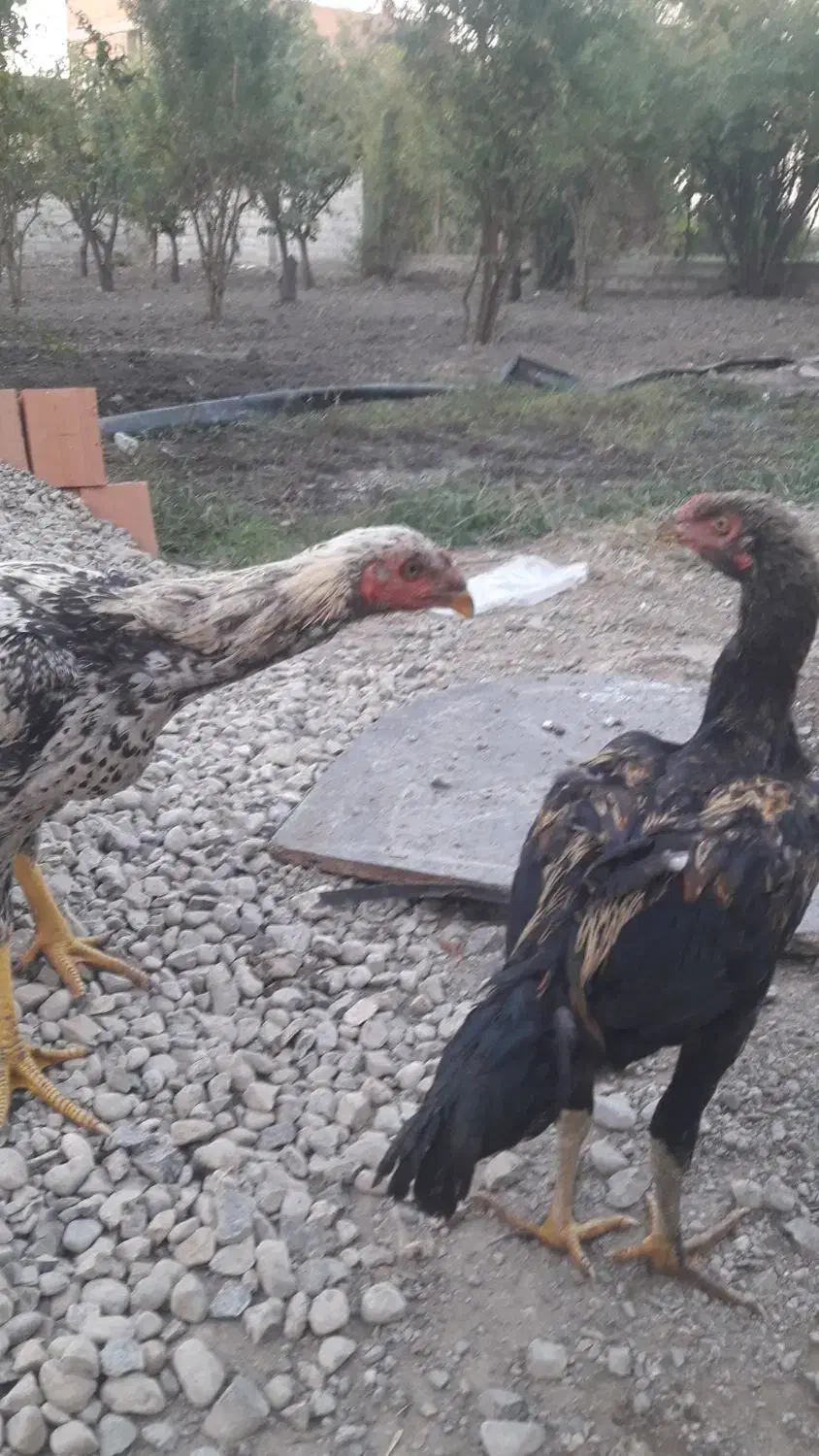 فر وش خروس لاری|حیوانات مزرعه|گرگان, |دیوار