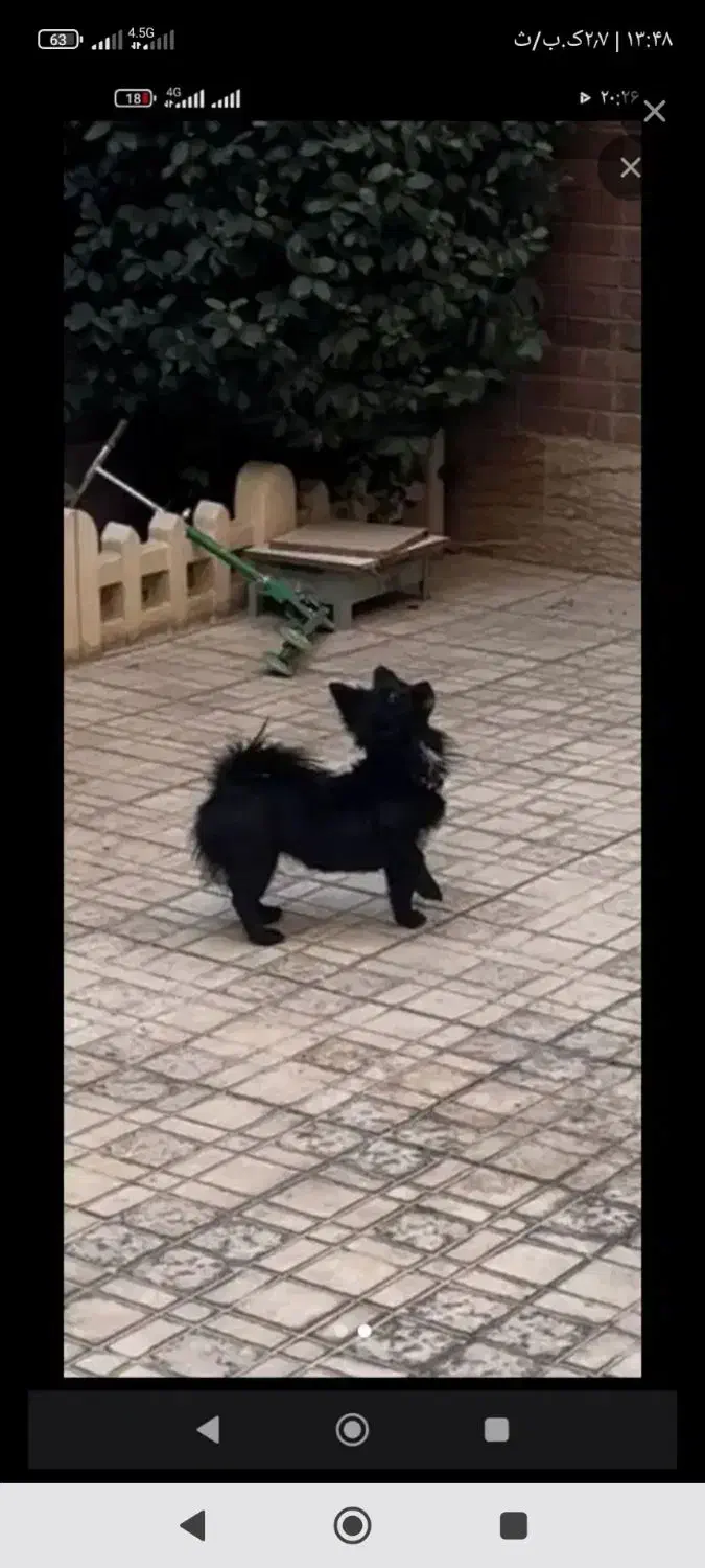 سگ نر 3500تومن|سگ|مسجد سلیمان, |دیوار