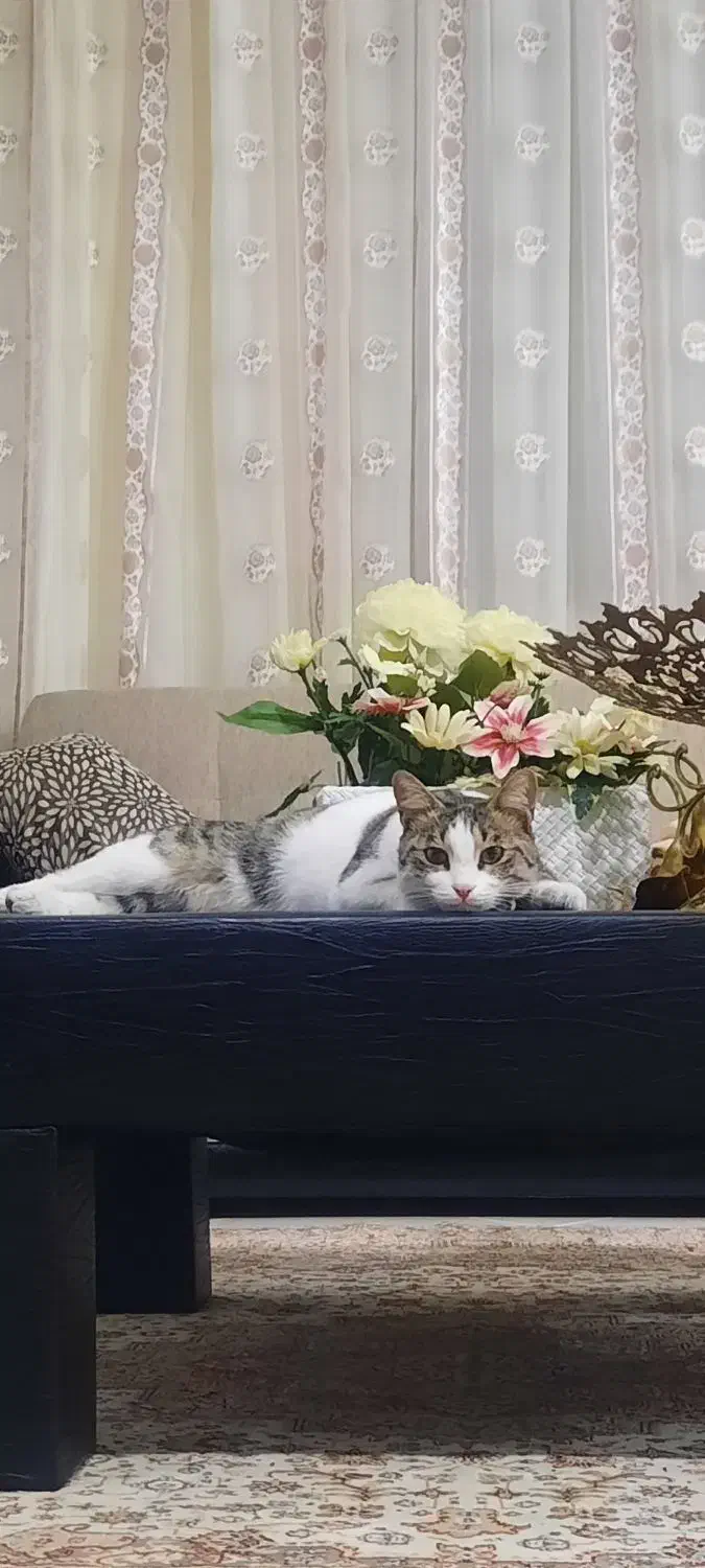 گربه گم شده|حیوانات|ارومیه, |دیوار