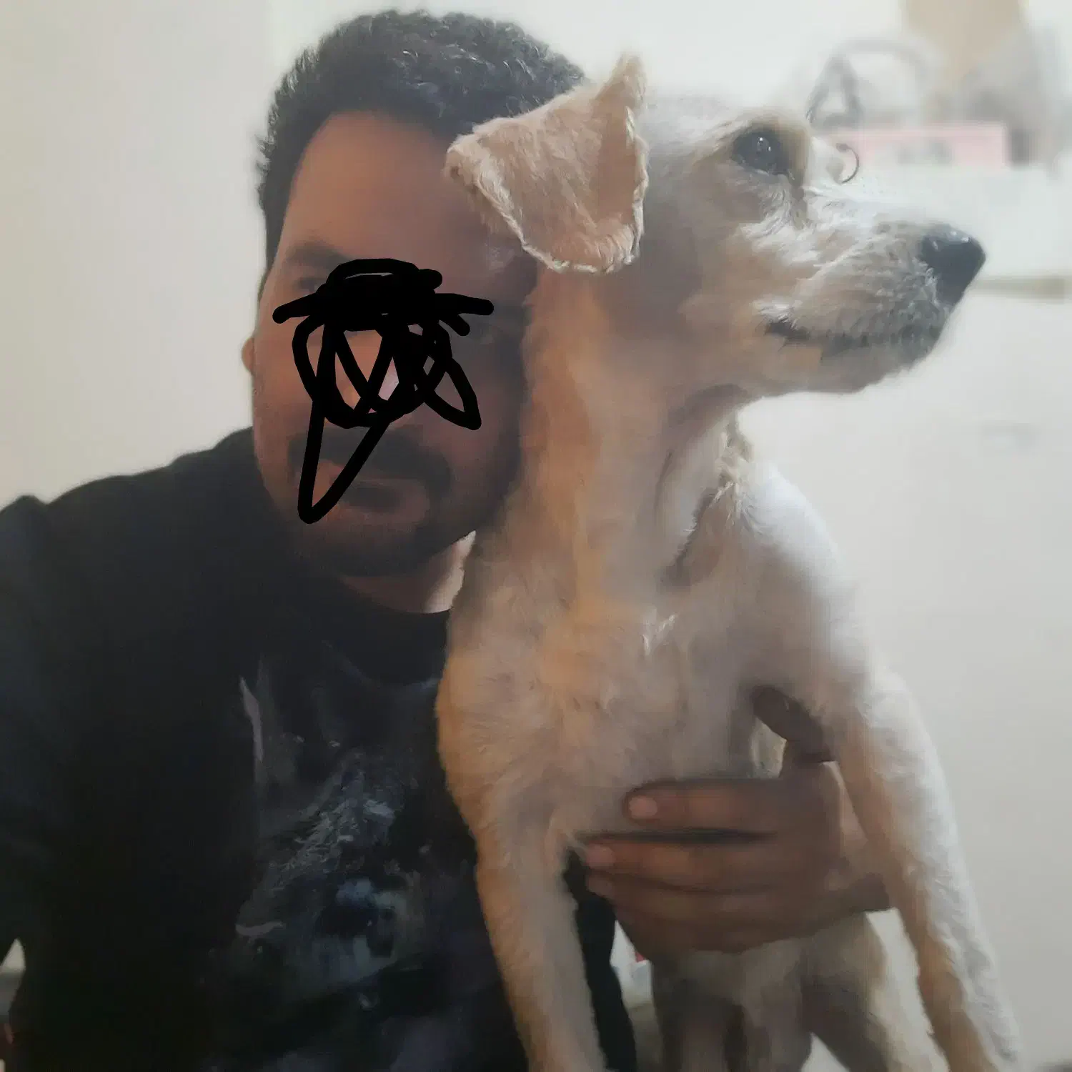 سگ گمشده|حیوانات|شهرکرد, |دیوار