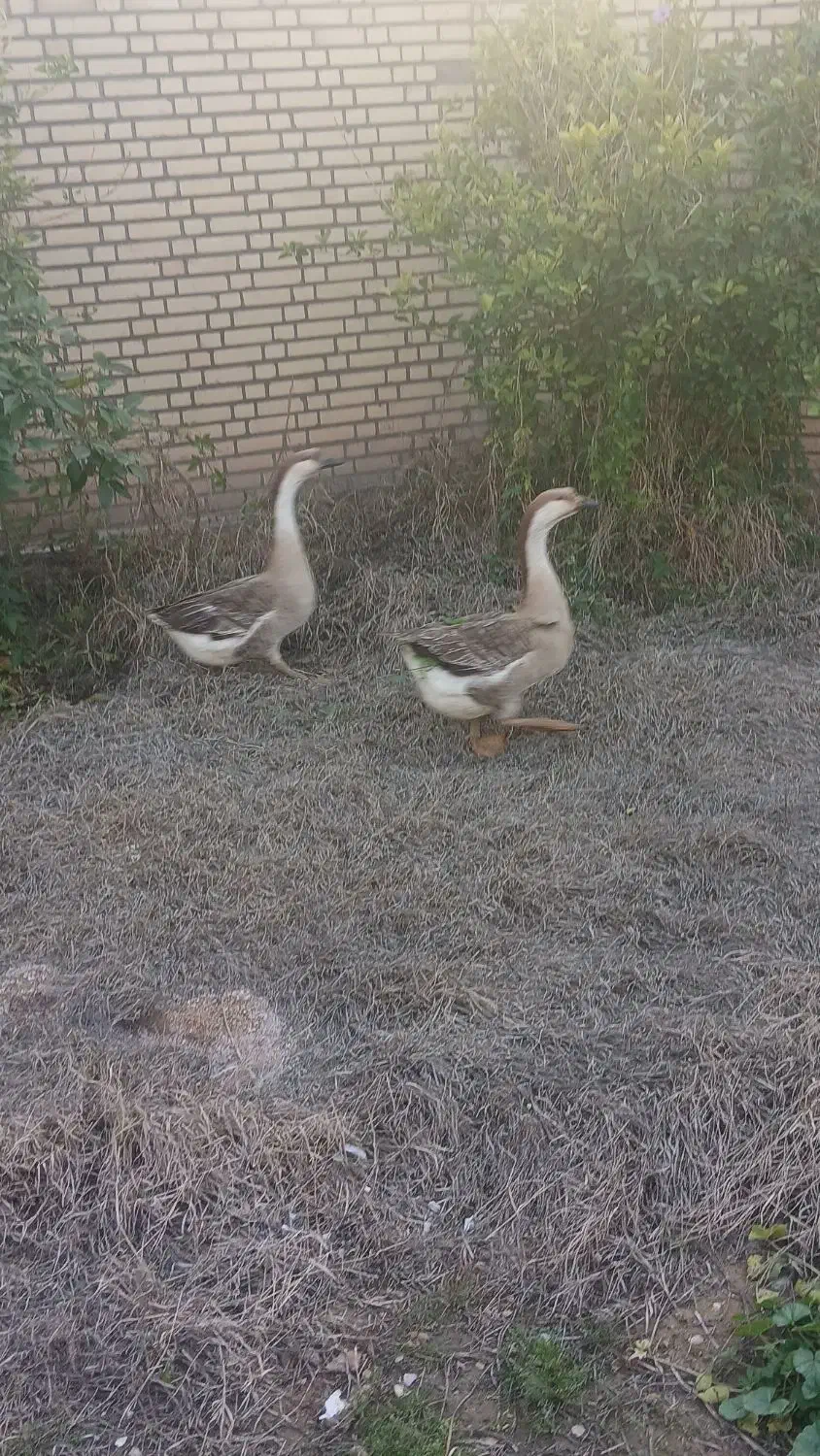 قوغاز نر|حیوانات مزرعه|گتوند, |دیوار