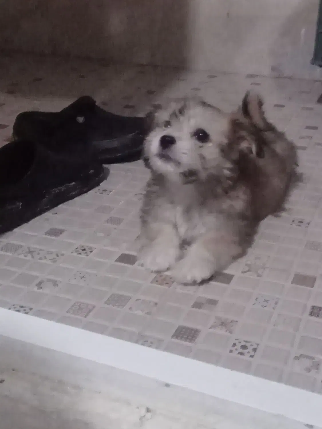 عروسک شیتزوکراس باهوش|سگ|مشهد, توس (بلوار توس)|دیوار