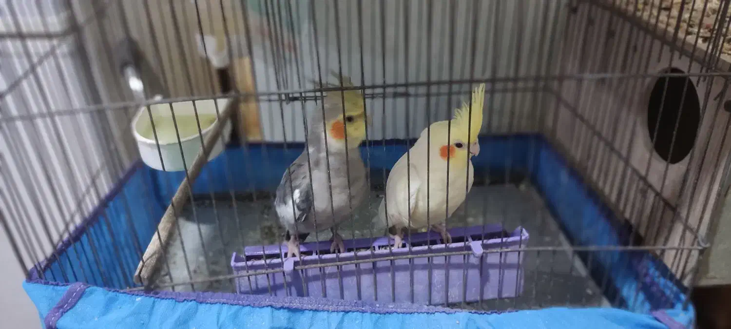 یک جفت عروس هلندی مولد|پرنده|کارون, |دیوار