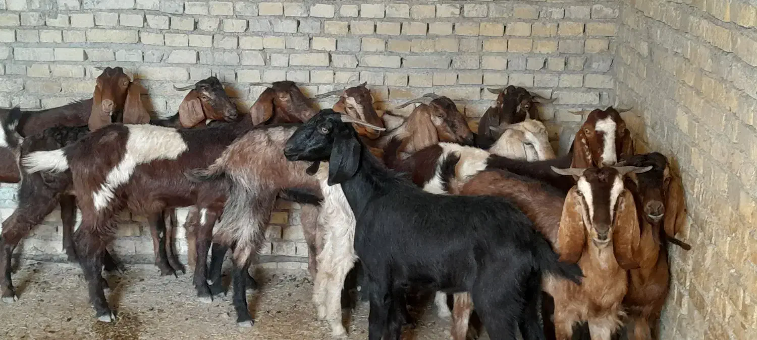 ۱۲ بز نجدی ابستن شرتی همه|حیوانات مزرعه|اهواز, شهرک دانشگاه|دیوار