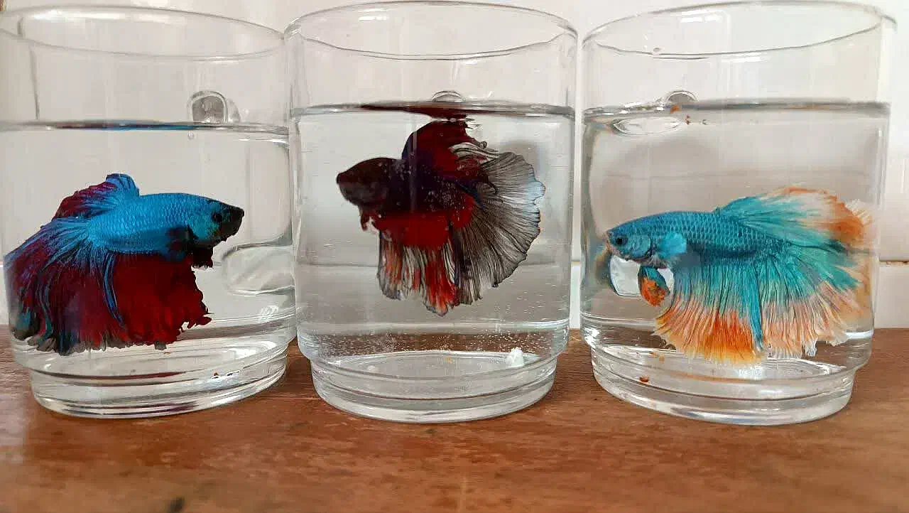 فایتر هالفمون|ماهی|قزوین, |دیوار