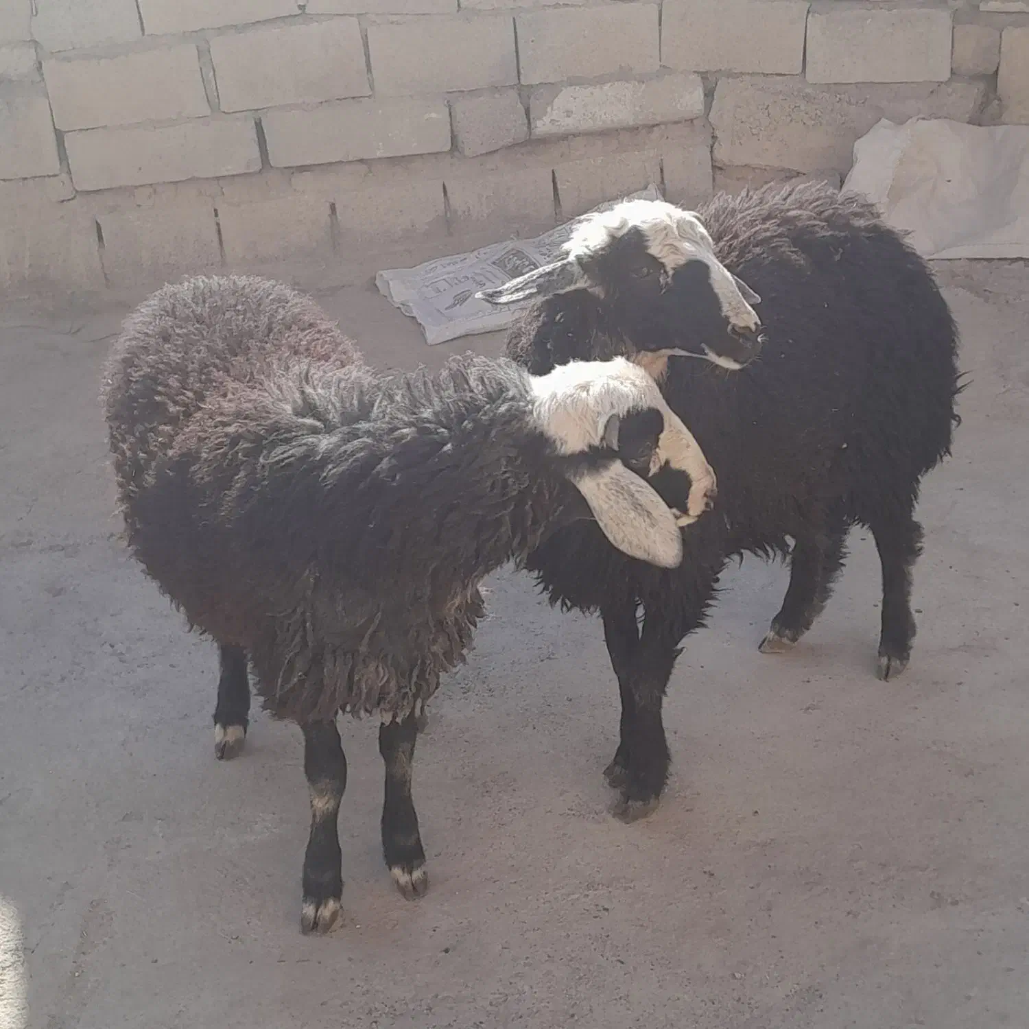 بره نر سبز افشاری|حیوانات مزرعه|نجفآباد, حومه نجف آباد|دیوار