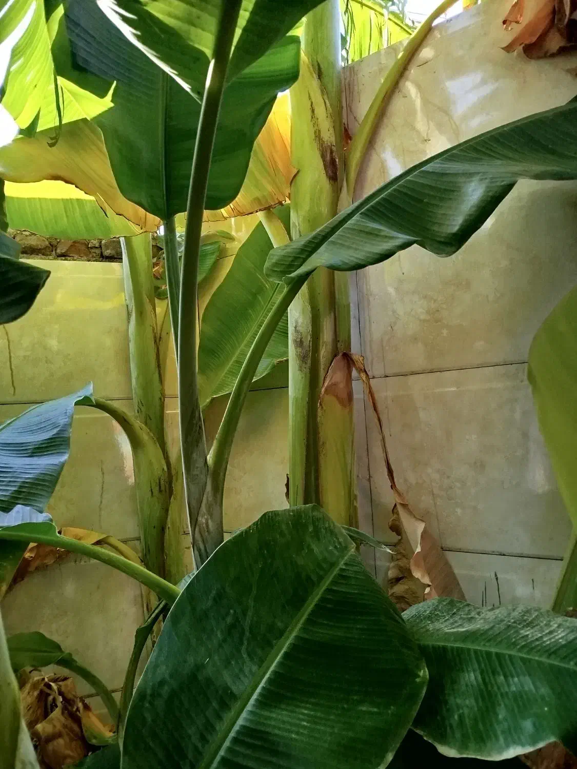 نهال موز خارجی|گل و گیاه طبیعی|فاضل آباد, |دیوار