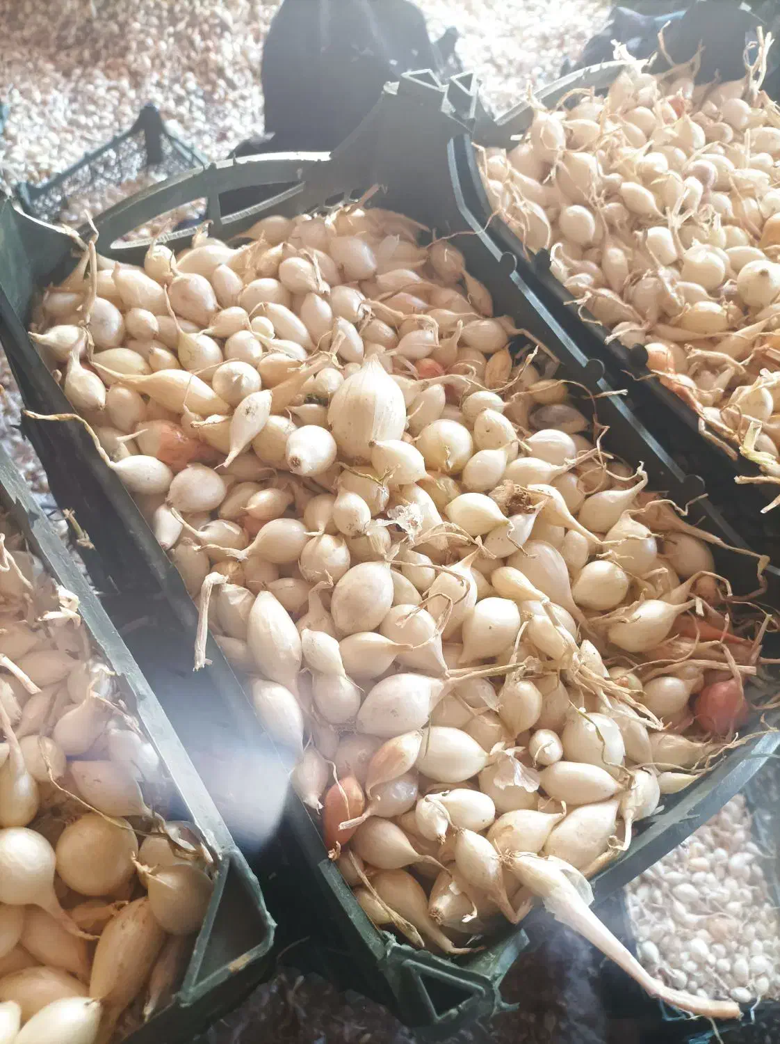 پیاز غده ای|عمده‌فروشی|جیرفت, |دیوار