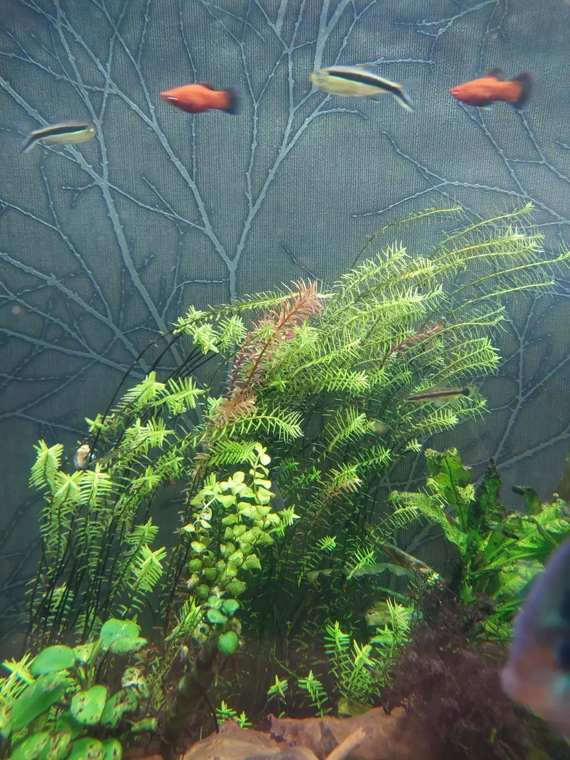 گیاه اکواریومی|ماهی|شیراز, غدیر شمالی|دیوار