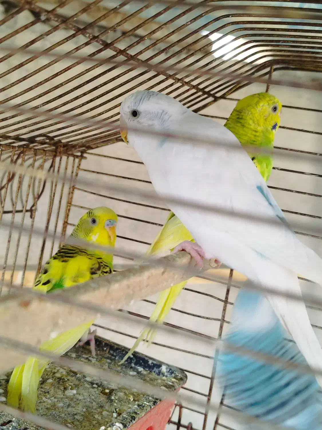 4عددمرغ عشق|پرنده|نقده, |دیوار