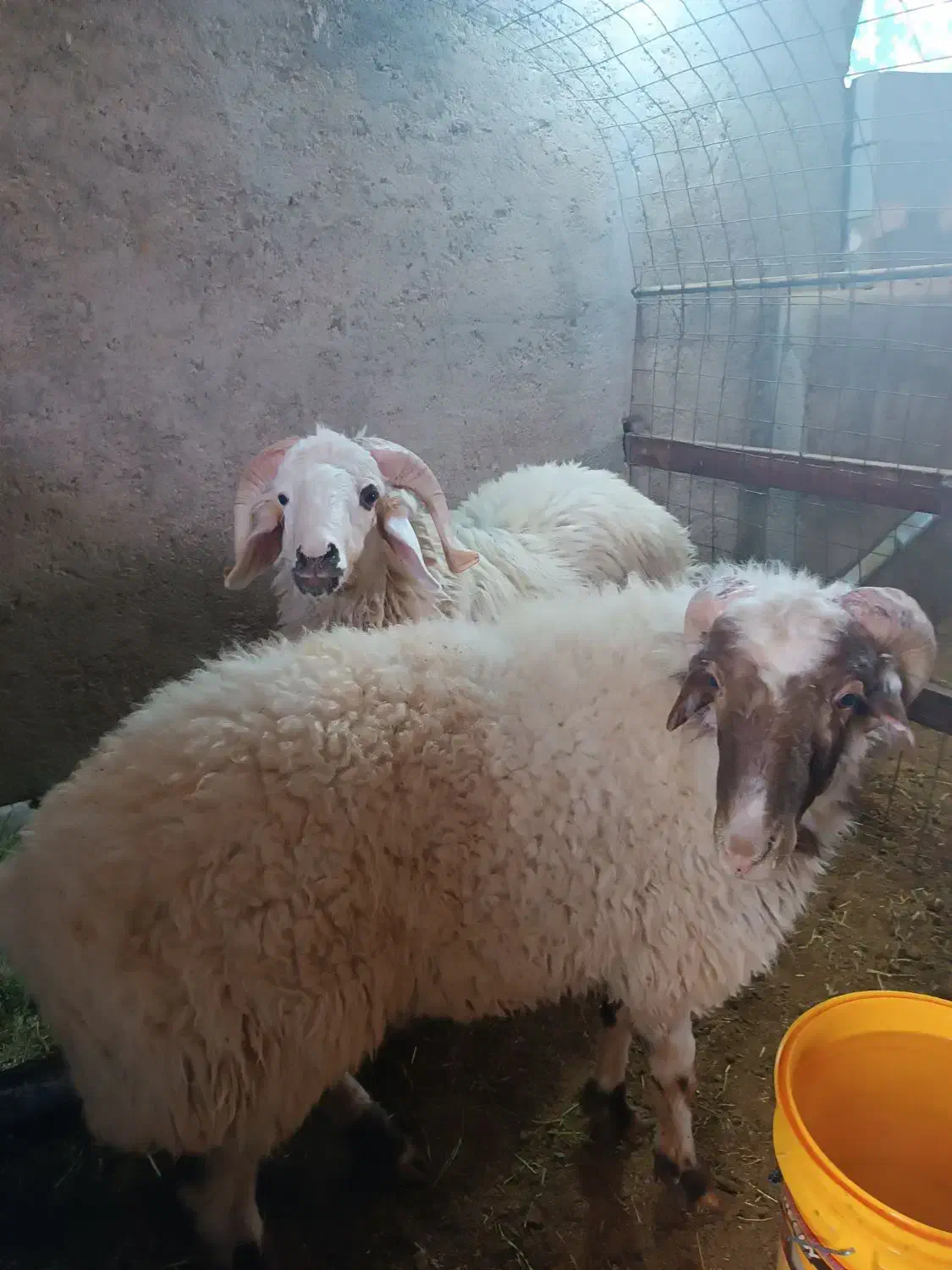 بره نر|حیوانات مزرعه|زارچ, |دیوار