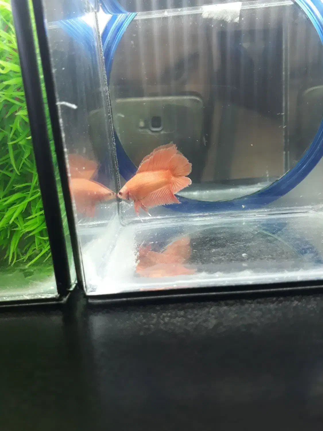 فروش ویژه ماهی فایتر|ماهی|رشت, کاکتوس|دیوار