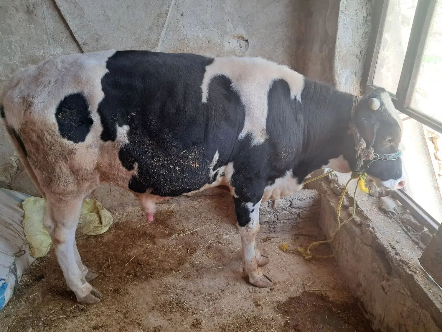 گوساله نر|حیوانات مزرعه|ایوان, |دیوار