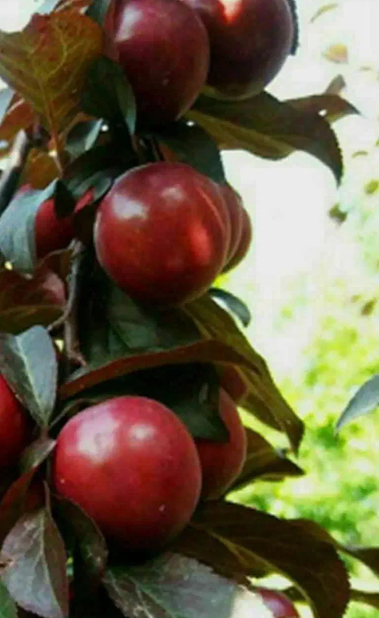 پیشفروش نهال گوجه قرمز آمریکایی|خدمات باغبانی و درختکاری|عجب شیر, |دیوار