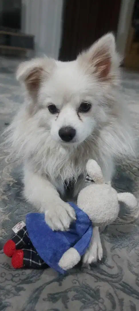 پامر|سگ|شاهین‌شهر, خبرنگار|دیوار