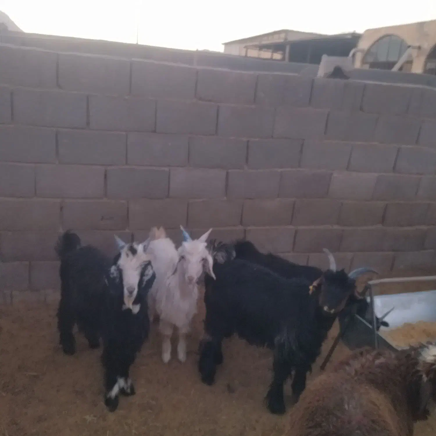 فروش ،کهره ،میش داشتی ،قوچ ،بز وغیره|حیوانات مزرعه|شهرضا, |دیوار